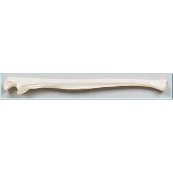 Denoyer-Geppert Anatomical Model, Ulna Bone (Right Side) SB34-D